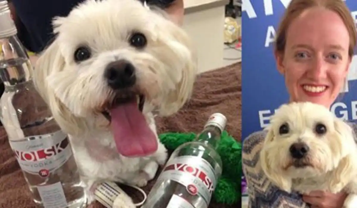 cane antiveleno antigelo