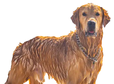 Lago di Garda - 2 strutture balneari cani lago di garda 2